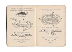 Het Korps Pontonniers en Torpedisten in Dordrecht.
