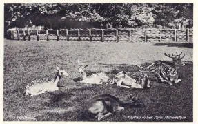 Veldpostkaart - Herten in Park Merwesteijn - 22 mei 1940