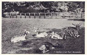 Veldpost park Merwestein 3-II-28 R.I. - 22 mei 1940