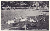 Veldpost park Merwestein 3-II-28 R.I. - 22 mei 1940 thumbnail