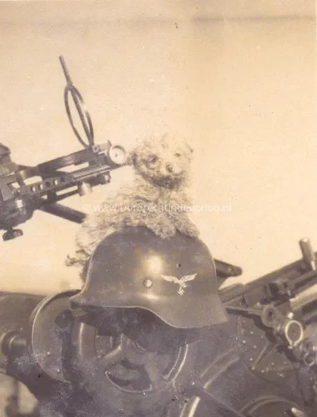 33. Teddy. image